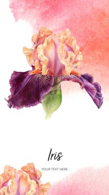 Eflatun İris çiçekleri, suluboya botanik el çizimleri. 