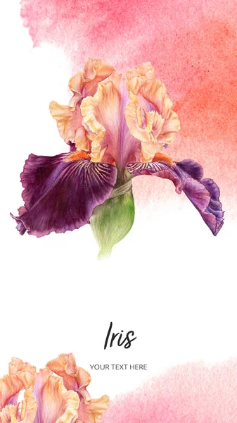Eflatun İris çiçekleri, suluboya botanik el çizimleri. 
