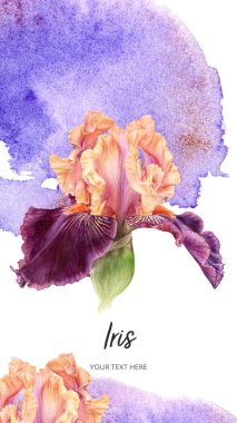 Eflatun İris çiçekleri, suluboya botanik el çizimleri. 