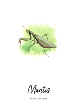 Suluboya arkaplan üzerine peygamber devesi kartı suluboya çizimi