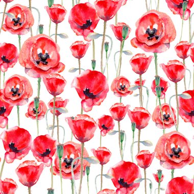 Beyaz arkaplanda izole edilmiş suluboya desensiz gelincik çiçekleri.