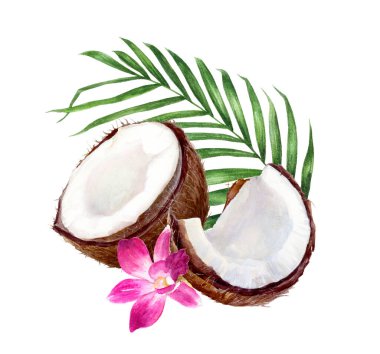 Beyaz arkaplanda izole edilmiş hindistan cevizi bileşimi suluboya çizimi