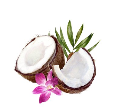 Beyaz arkaplanda izole edilmiş hindistan cevizi bileşimi suluboya çizimi