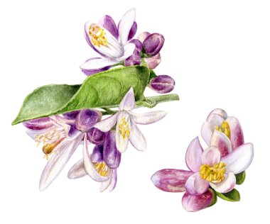 Çiçekli limon dalı beyaz arkaplanda izole edilmiş suluboya çizimi