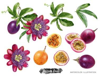 Beyaz arka planda yapraklı ve çiçekli tutku meyveleri ve suluboya resimleme