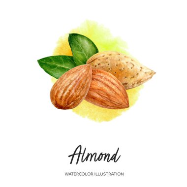 Badem suluboya çizimi sıçrama arka planında izole edildi