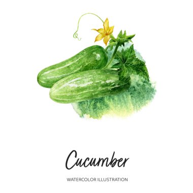 Salatalık suluboya çizimi sıçrama arka planında izole edildi