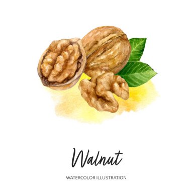 Ceviz suluboya çizimi sıçrama arkaplanında izole edildi