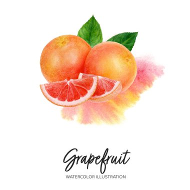 Greyfurt suluboya çizimi sıçrama arkaplanında izole edildi