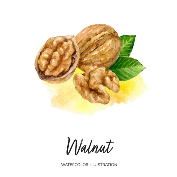 Ceviz suluboya çizimi sıçrama arkaplanında izole edildi