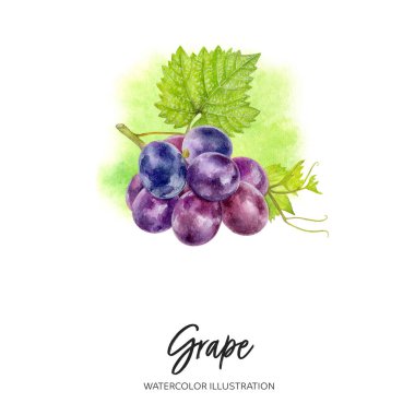 Üzüm suluboya çizimi sıçrama arkaplanında izole