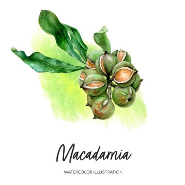 Macadamia şube suluboya çizimi sıçrama arka planında izole edildi