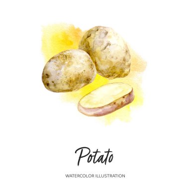 Patates suluboya çizimi arka planda izole edildi