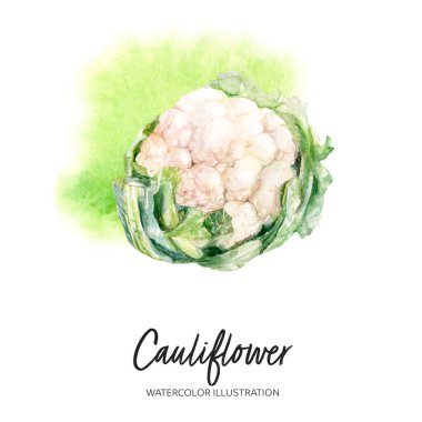 Karnabahar suluboya çizimi arka planda izole edildi