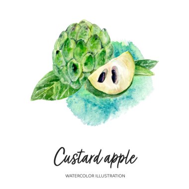 Sıçrama arkaplanında izole edilmiş krema ya da şeker elması suluboya çizimi