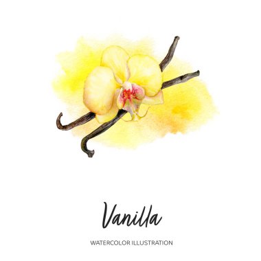 Vanilya suluboya çizimi sıçrama arkaplanında izole