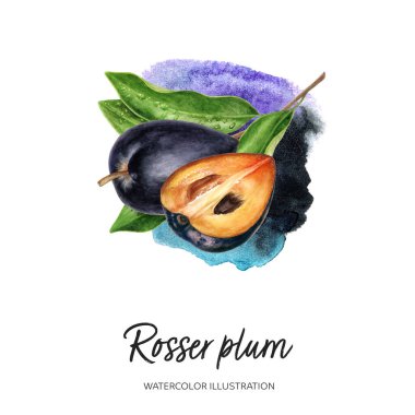 Avustralya meyvesi Rosser erik suluboya çizimi sıçrama arka planında izole