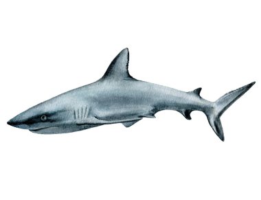 Beyaz köpekbalığı suluboya elle çizilmiş davetiye tasarım şablonu beyaz arka planda izole edilmiş.