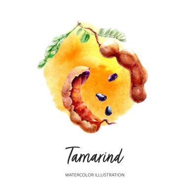 Tamarind suluboya çizimi suluboya arka planda izole edildi