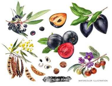 Avustralya bitkilerinin suluboya çizimleri beyaz arkaplanda izole edilmiştir