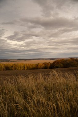 Ukrayna 'nın Lviv bölgesinde sonbahar manzarası, kuru otlar ve bulutlu gökyüzü