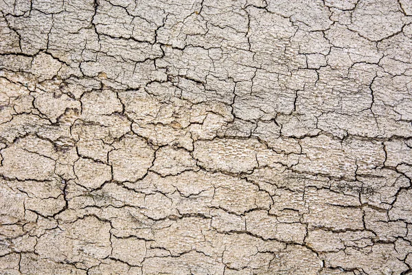 Bark on old wood