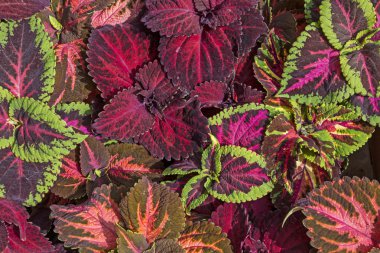 Dekoratif çiçek ısırgan