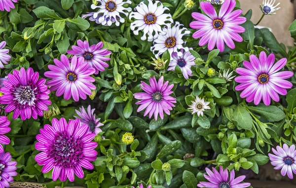 Bonita flor morada — Foto de Stock