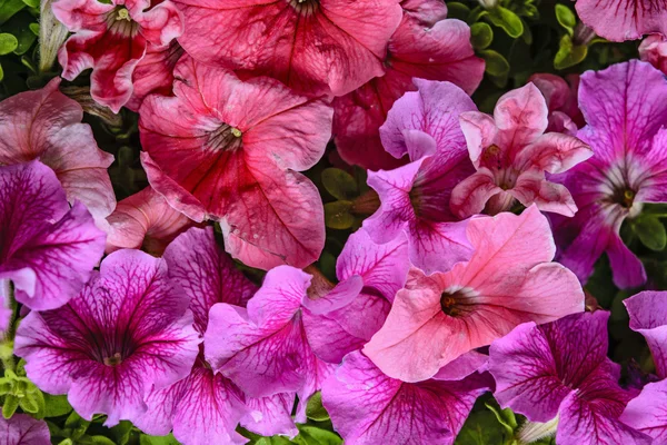 Flores decorativas petúnia — Fotografia de Stock
