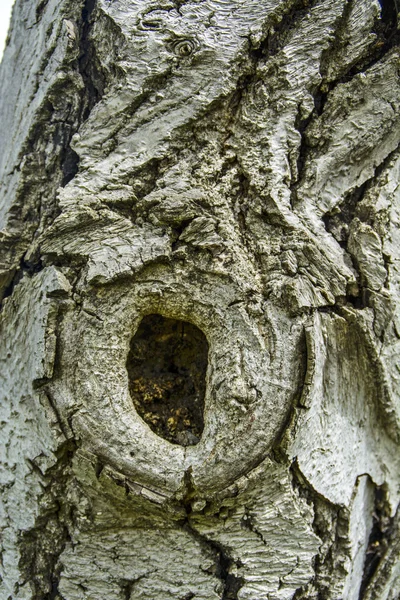 Rinde auf altem Baum — Stockfoto