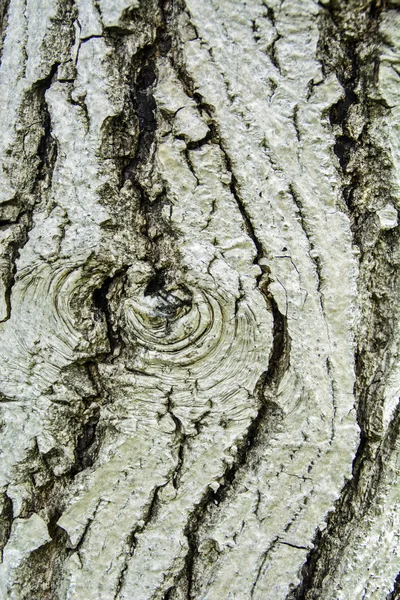 Παλιό δέντρο φλοιός — Φωτογραφία Αρχείου