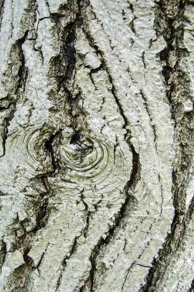 Bark old tree — Stock Photo, Image