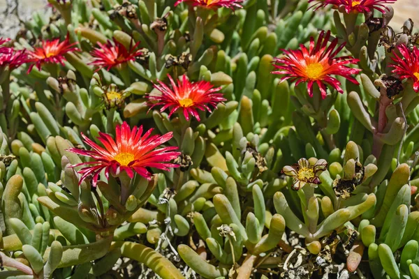 Fleur de cactus de Delosperma — Photo