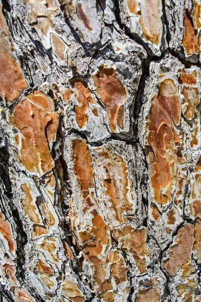 Bark old tree — Stock Photo, Image