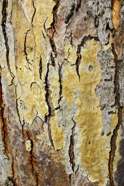 Kora starego drzewa — Zdjęcie stockowe
