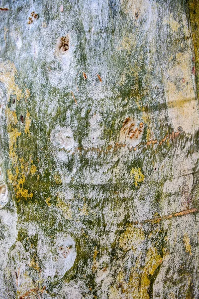 Bark old tree — Stock Photo, Image
