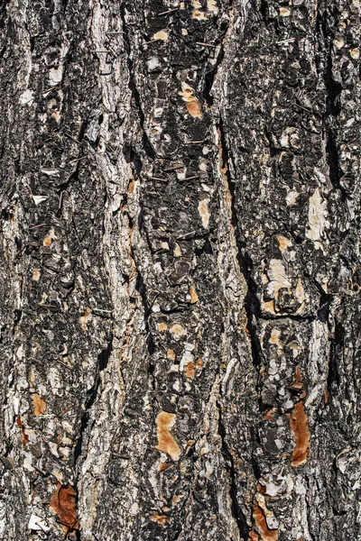 Bark old tree — Stock Photo, Image