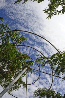 Yaprakları gökyüzüne