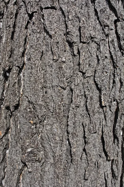 Corteza árbol viejo —  Fotos de Stock
