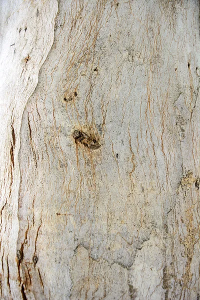 Bark old tree — Stock Photo, Image