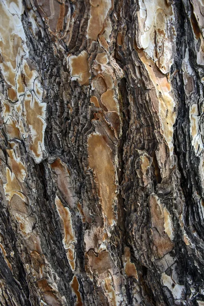 Écorce vieil arbre — Photo