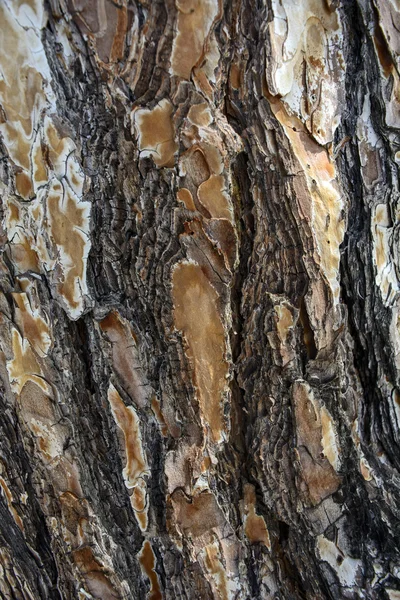 Bark old tree — Stock Photo, Image