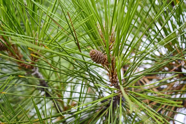 Pine background with cones — Stock Photo, Image
