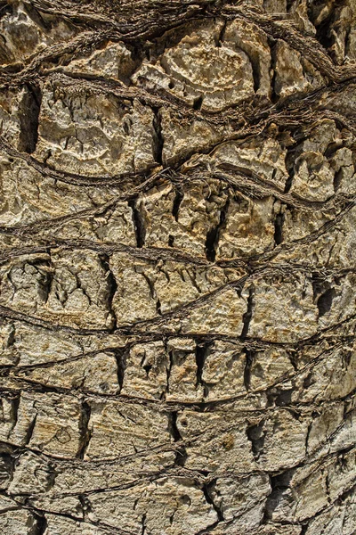 Kabuk eski ağaç palm — Stok fotoğraf