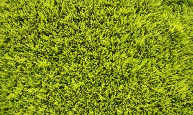 Duvar yeşil yaprakları