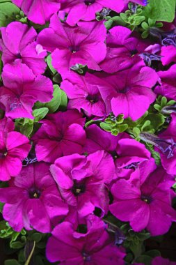  Dekoratif çiçek Petunya