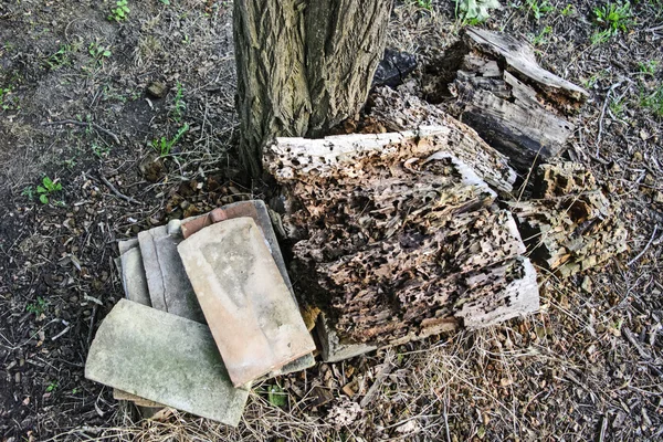 Vers mangés au bois — Photo