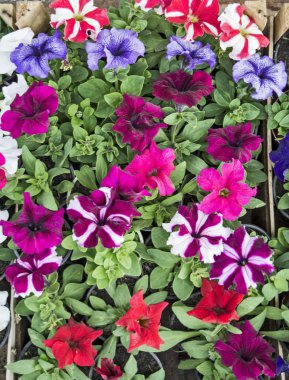  Dekoratif çiçek Petunya