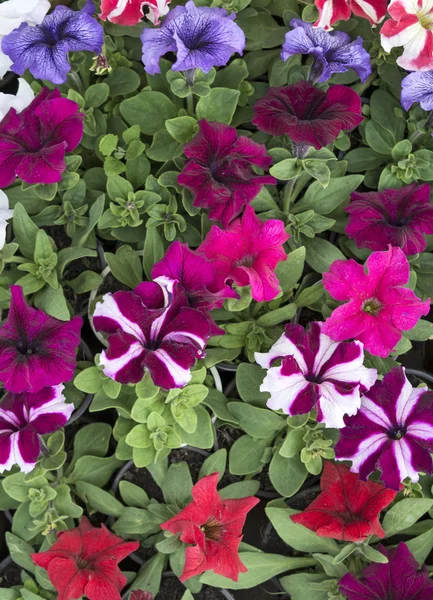 Flores decorativas petunia —  Fotos de Stock