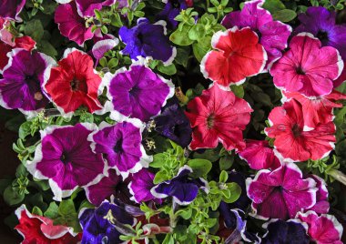  Dekoratif çiçek Petunya